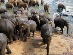 2011-srilanka_3050