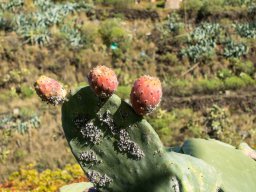 2018-grancanaria2018_01450